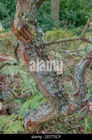 Tronco di albero rotto con crescita verde, Inghilterra Foto Stock