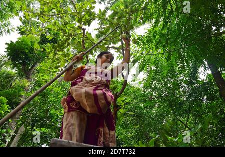 Il mercato galleggiante del Bangladesh è famoso per il commercio di Guava così come di altre verdure sulle barche. Il luogo è in Bhimruli - un villaggio del distretto di Jhalakathi in Barisal. Quest'area dista circa 15 chilometri dal quartiere cittadino e il mercato è sempre affollato da acquirenti e venditori, in quanto qui vengono commercializzati diversi tipi di prodotti. Durante tutto l'anno il mercato offre vari prodotti da acquistare. Tuttavia, il luogo diventa più affollato nella stagione per guava e prugne di porci dal mese di luglio a settembre. Il mercato galleggiante si imposta ogni giorno della settimana dalle 8 alle 13:00 nell'estuario Foto Stock
