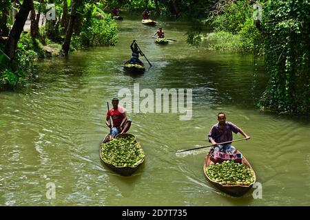 Il mercato galleggiante del Bangladesh è famoso per il commercio di Guava così come di altre verdure sulle barche. Il luogo è in Bhimruli - un villaggio del distretto di Jhalakathi in Barisal. Quest'area dista circa 15 chilometri dal quartiere cittadino e il mercato è sempre affollato da acquirenti e venditori, in quanto qui vengono commercializzati diversi tipi di prodotti. Durante tutto l'anno il mercato offre vari prodotti da acquistare. Tuttavia, il luogo diventa più affollato nella stagione per guava e prugne di porci dal mese di luglio a settembre. Il mercato galleggiante si imposta ogni giorno della settimana dalle 8 alle 13:00 nell'estuario Foto Stock