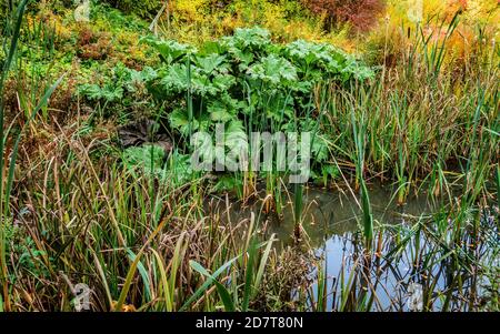primo piano di canne di stagno e di erbe in un paese giardino Foto Stock