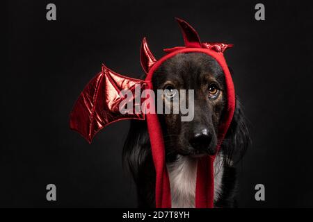 Bel ritratto di cane di razza mista con orecchie di bat diavolo su sfondo nero, ripresa orizzontale in studio. Un simpatico amico con un cappotto multicolore. Hallo Foto Stock