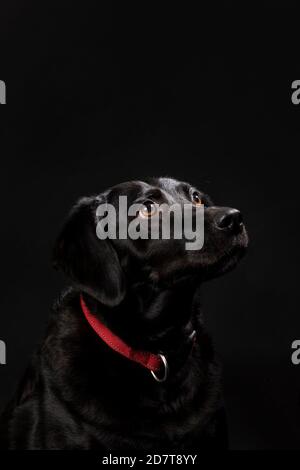 Ritratto di un simpatico cane labrador nero con occhi marroni che guardano leggermente in alto, girato su uno sfondo nero. Cane adulto con un cappotto lucido, verticale s Foto Stock