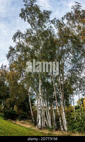 Gruppo di alberi di betulla d'Argento senza semi in un privato inglese giardino Foto Stock