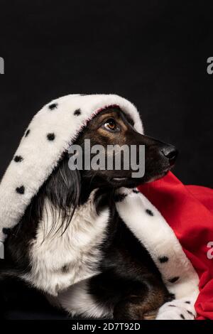 Cane reale che indossa un mantello rosso su uno sfondo nero scuro. Un ritratto di un simpatico doggie che guarda a destra. Camera con letto king size, letto queen size, foto in studio verticale Foto Stock