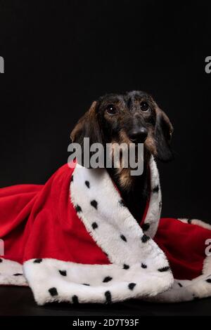 Royal piccolo cane Dachshund che indossa un mantello rosso su uno sfondo scuro. Un ritratto di un simpatico doggie guardando in su. King, queen, studio Foto Stock