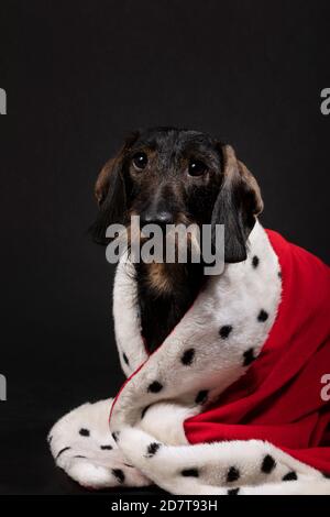 Royal piccolo cane Dachshund che indossa un mantello rosso su uno sfondo nero scuro. Un ritratto di un simpatico doggie guardando in su. King, queen, studio Foto Stock