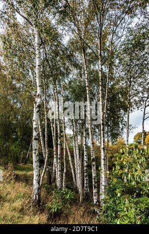 Gruppo di alberi di betulla d'Argento senza semi in un privato inglese giardino Foto Stock