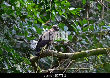 Crested Serpent Eagle che riposa su un persico nella foresta, Thailandia Foto Stock