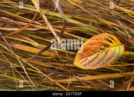 Una singola foglia multicolore si trova su un letto di erbe dorate in autunno. Foto Stock