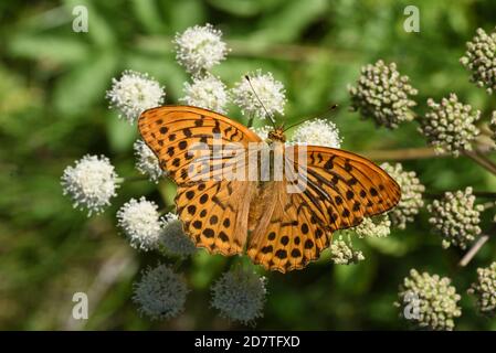 Farfalla di Fritillary dipinta d'argento, Argynnis pafia, che si nuote sulla pianta di Umbellifer comune di Hogweed Foto Stock