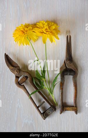 Cesoie vintage o vecchie arrugginite, rasoi a mano o cesoie per la potatura e fiori tagliati Foto Stock