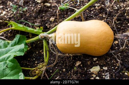 Butternut Squash Cucurbita moschata o Crookneck Pumpkin crescente in assegnazione Patch vegetale UK Foto Stock