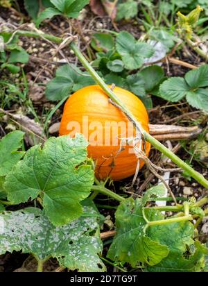 Zucca Cucurbita che cresce in assegnazione di verdure patch UK Foto Stock