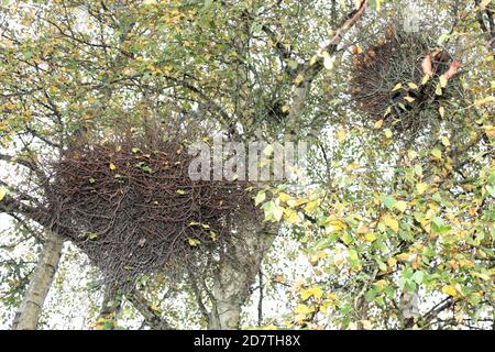 Scopa della strega o scopa delle streghe su Betula Silver Birch Tree Pendola causata dal Fungo Taphrina betulina Foto Stock