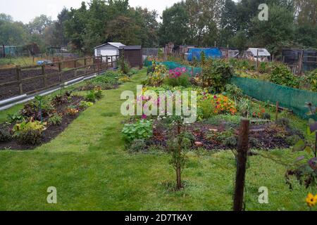 Prendendo su un patch di verdure di assegnazione, heap di composto, patch di cavolo, progettando il layout, obiettivi organici, piante che si sviluppano, raccolto, giardinaggio organico. Foto Stock