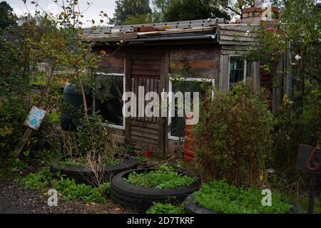 Assegnazione, verdura, cerotto, mucchio di composto, cerotto di cavolo, Pianificazione, layout, obiettivi organici, piante che si sviluppano, raccolta, giardinaggio organico, brassici. Foto Stock