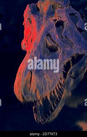 Illustrazione di uno scheletro Tyrannosaurus Rex (cranio) Foto Stock
