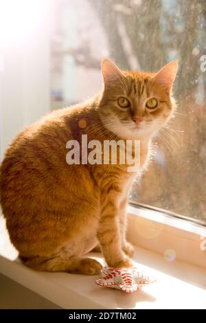 gatto arancione seduto alla finestra a casa. Femmina, gatto carino sul davanzale guardando gli uccelli che guardano attraverso il vetro fuori. Giorno di sole fuori Foto Stock