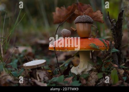 Scena del tempo del tè in miniatura, con una mosca agarica (Amanita muscaria) come un tavolo Foto Stock