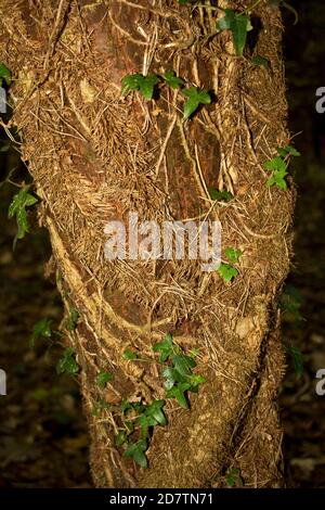 Il gambo dell'Ivy è spesso coperto in fine radici simili ai capelli che legano l'arrampicatore al tronco di l'albero ospite in modo che i ramoscelli e le ramificazioni guadagnano t Foto Stock