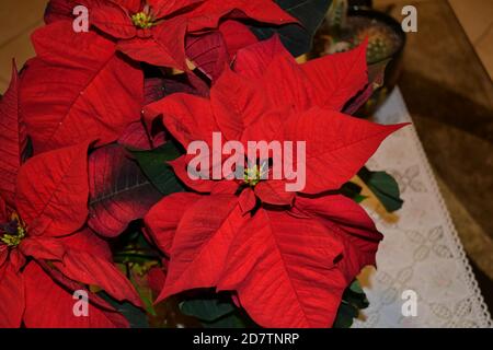 Piante di poinsettia fiorite originarie del messico molto utilizzate in europa durante la stagione delle vacanze. Foto Stock