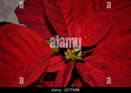 Piante di poinsettia fiorite originarie del messico molto utilizzate in europa durante la stagione delle vacanze. Foto Stock