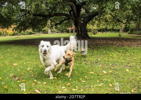 25 ottobre 2020. Peckham Rye, Londra, Regno Unito. Il cane gioca a Peckham Rye Park, a sud di Londra tra i colori autunnali e le forti docce, mentre l'estate britannica finisce e ci dirigiamo verso l'inverno. David Rowe/Alamy Live News Foto Stock