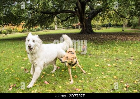 25 ottobre 2020. Peckham Rye, Londra, Regno Unito. Il cane gioca a Peckham Rye Park, a sud di Londra tra i colori autunnali e le forti docce, mentre l'estate britannica finisce e ci dirigiamo verso l'inverno. David Rowe/Alamy Live News Foto Stock