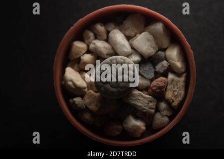 Piano macro di Lithops succulente, fuoco selettivo Foto Stock