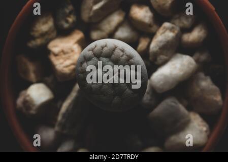 Piano macro di Lithops succulente, fuoco selettivo Foto Stock