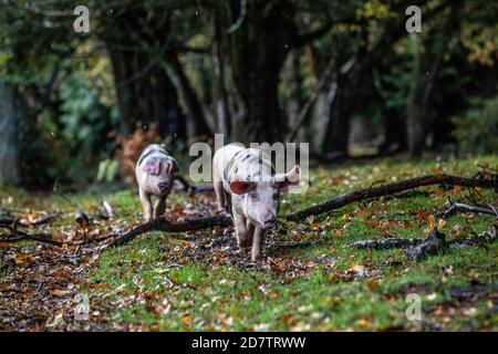 Pannage maiali tra i colori autunnali in New Forest. Fino a 600 maiali e suinetti lavoreranno il loro modo attraverso la foresta mangiare le ghiande e noci .UK Foto Stock