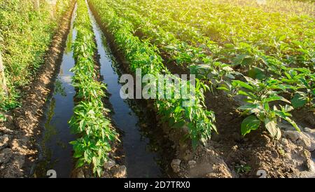 Irrigazione e coltivazione di peperoni giovani sul campo. Annaffiatura di colture agricole. Agricoltura e agricoltura. Agroindustria e agroalimentare. Campagna. Foto Stock