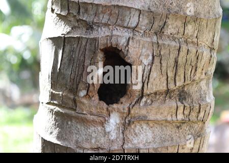 Questa è la casa di qualcuno nel tronco di un albero di cocco. Foto Stock