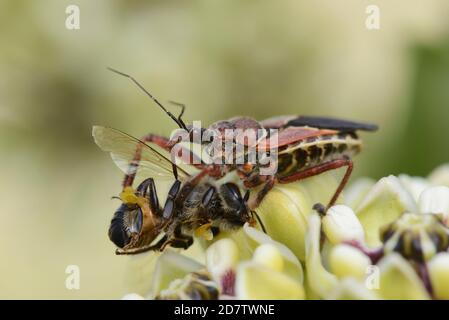 Bee Assassin Bug (Apiomerus crassipes), alimentazione di adulti su miele ape (Apis mellifera) su Antelope Horn (Asclepias asperula) , Hill Country, Central Texa Foto Stock