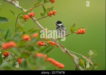 Blackpoll Warbler (Dendroica striata), maschio arroccato sul legno di fiddlewood di Berlandier (Citarexylum berlandieri), South Padre Island, Texas, USA Foto Stock
