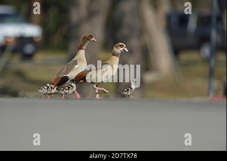 Egyptian Goose (Alopochen aegyptiaca), adulti con pulcini che attraversano la strada, Hill Country, Texas centrale, Stati Uniti Foto Stock