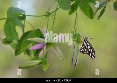 Gulf Fritillary (Agraulis vanillae), adulto arroccato su passionvine (Passiflora sp.), Hill Country, Texas centrale, Stati Uniti Foto Stock