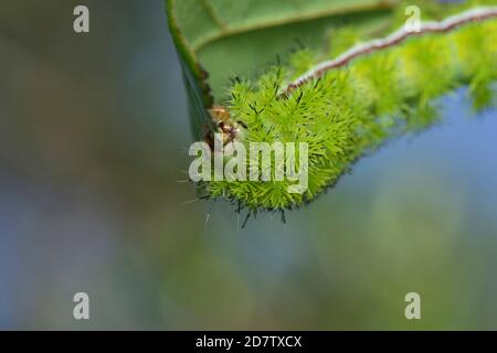 Io Moth (Automeris io), caterpillar Eating, Hill Country, Texas centrale, Stati Uniti Foto Stock