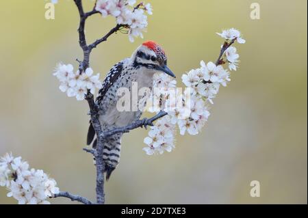 Picoides scalaris (Picoides scalaris), maschio adulto arroccato sulla fioritura della prugna messicana (Prunus mexicana), Hill Country, Texas centrale, Stati Uniti Foto Stock