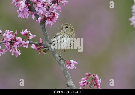 Pino Siskin (Carduelis pinus), adulto appollaiato su Eastern Redbud (Cercis canadensis), Hill Country, Texas centrale, Stati Uniti Foto Stock