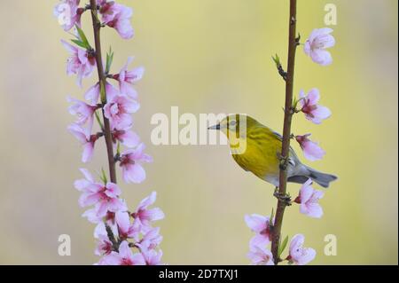 Pino Warbler (Dendroica pinus), maschio adulto arroccato su fiore Peach albero (Prunus persica), Hill Country, Texas centrale, Stati Uniti Foto Stock