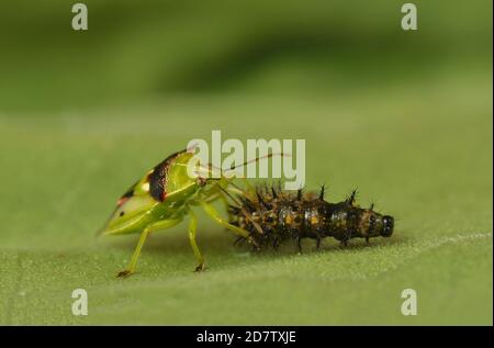 Predatorio Stink Bug (Tylospilus acutissimus), alimentazione di adulti su bordo Patch (Chlosyne lacinia) caterpillar, Hill Country, Texas centrale, Stati Uniti Foto Stock