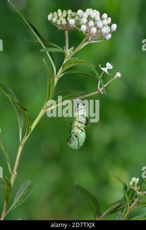 Regina (Danaus gilippus), caterpillar che puppa su Aquatic Milkweed (Asclepias perennis), serie, Hill Country, Texas centrale, Stati Uniti Foto Stock
