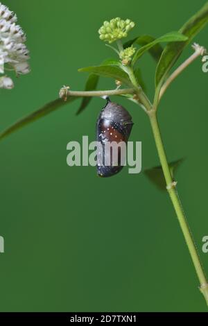 Regina (Danaus gilippus), farfalla che emerge dal crisalide su Aquatic Milkweed (Asclepias perennis), serie, Hill Country, Texas centrale, Stati Uniti Foto Stock