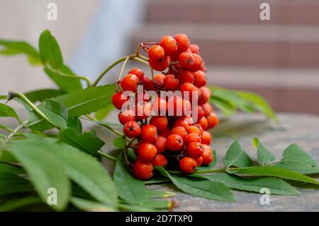 Strappare un ramo di alberi di rowan maturi con foglie verdi su una superficie di granito all'esterno. Primo piano mazzo di bacche rosse mature sullo sfondo di una scalinata Foto Stock