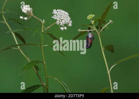 Regina (Danaus gilippus), farfalla che emerge dal crisalide su Aquatic Milkweed (Asclepias perennis), serie, Hill Country, Texas centrale, Stati Uniti Foto Stock