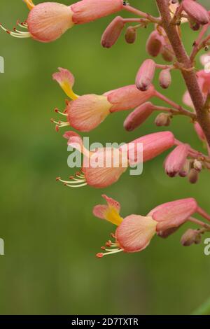Red Buckeye (Aesculus pavia), fioritura, Palmetto state Park, Hill Country, Texas centrale, Stati Uniti Foto Stock