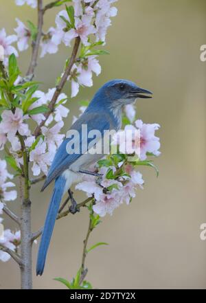 Western Scrub-Jay (Aphelocoma californica), adulto arroccato in fiore Peach albero (Prunus persica), Hill Country, Texas centrale, Stati Uniti Foto Stock