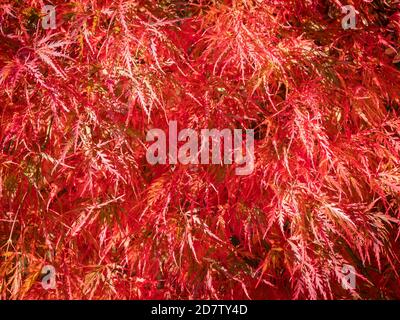 Foglie di rosso brillante e frutto di un albero d'acero giapponese (Acer japonicum) Foto Stock