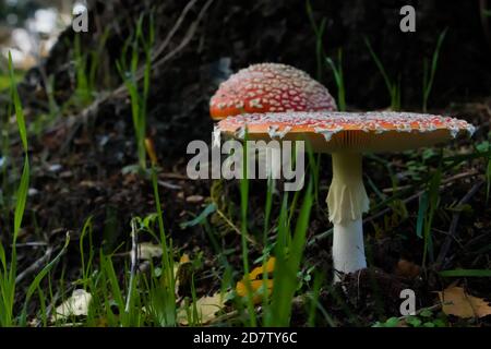 Vista laterale di due agarici di mosca (Amanita muscaria) Sul fondo di una betulla (Betula) Foto Stock